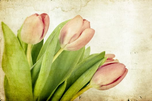 Red tulips over grunge painted background