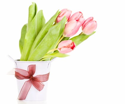Beautiful pink tulips on white background
