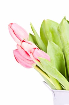 Beautiful pink tulips on white background