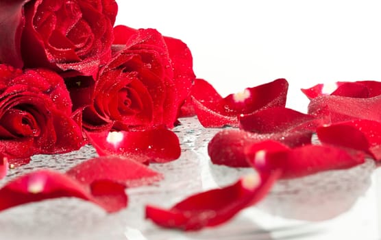 Close up on a red roses covered with dew