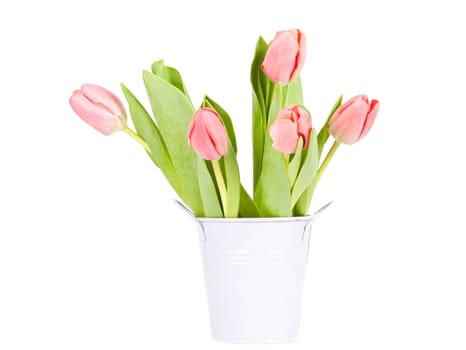 Beautiful pink tulips on white background