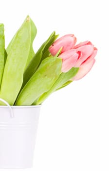 Beautiful pink tulips on white background