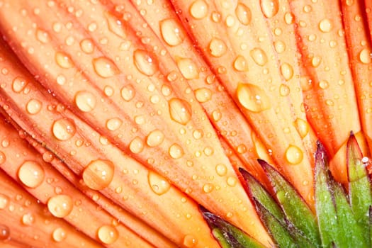Closeup yellow gerbera daisy flower with water drops