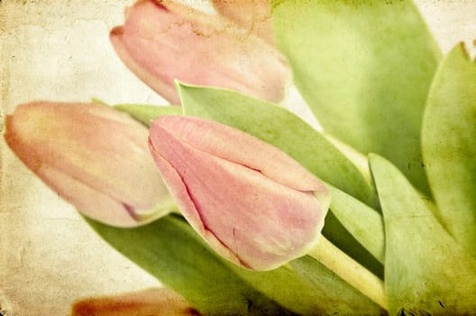 Beautiful pink tulips on vintage background