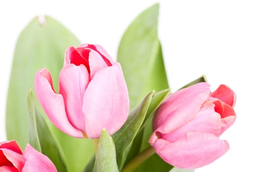Beautiful pink tulips on white background