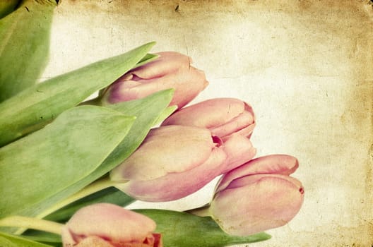 Beautiful pink tulips on vintage background
