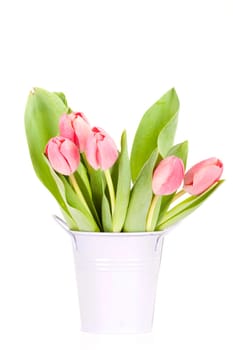 Beautiful pink tulips on white background