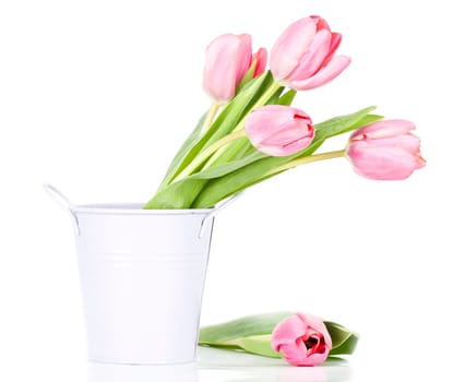 Beautiful pink tulips on white background