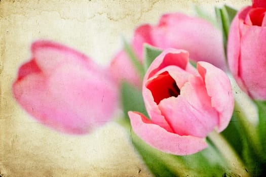 Beautiful pink tulips on vintage background