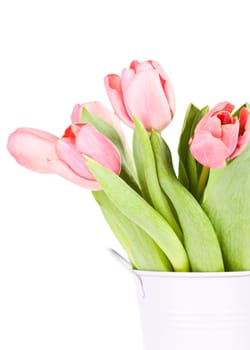 Beautiful pink tulips on white background