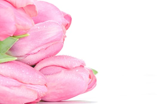 Beautiful pink tulips on white background