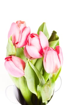 Beautiful pink tulips on white background