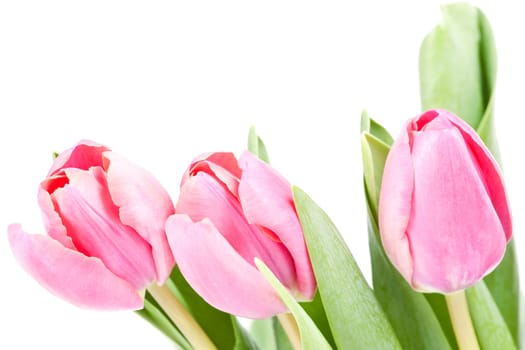 Beautiful pink tulips on white background