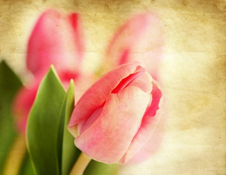Red tulips over grunge painted background