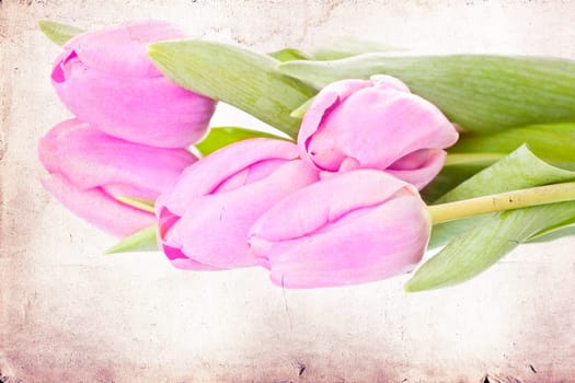 Beautiful pink tulips on vintage background
