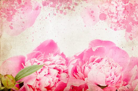 roses on vintage background - Pink peony