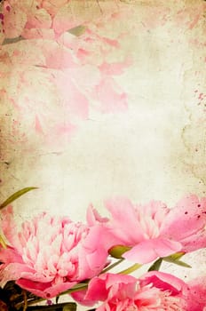 roses on vintage background - Pink peony
