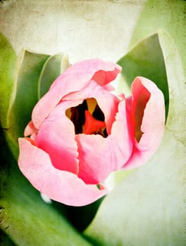 Beautiful pink tulips on vintage background