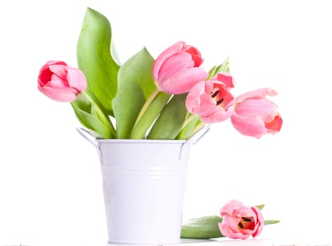 Beautiful pink tulips on white background