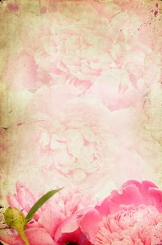 roses on vintage background - Pink peony