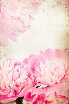 roses on vintage background - Pink peony