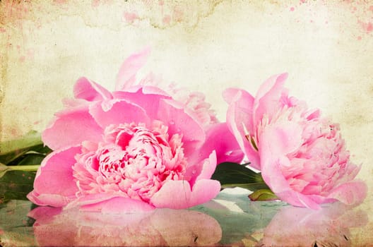 roses on vintage background - Pink peony