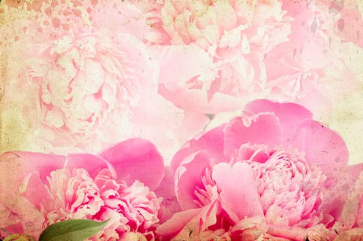 roses on vintage background - Pink peony