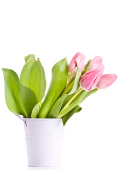Beautiful pink tulips on white background