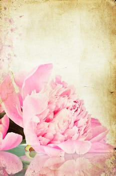 roses on vintage background - Pink peony