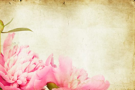 roses on vintage background - Pink peony