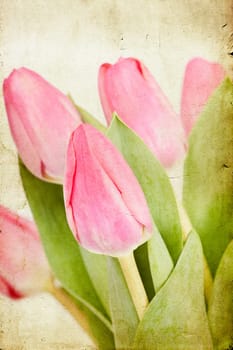 Beautiful pink tulips on vintage background