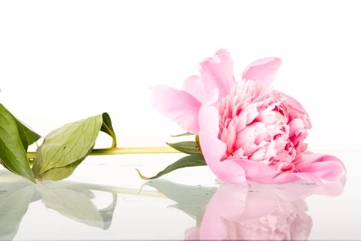 Pink peony isolated on white
