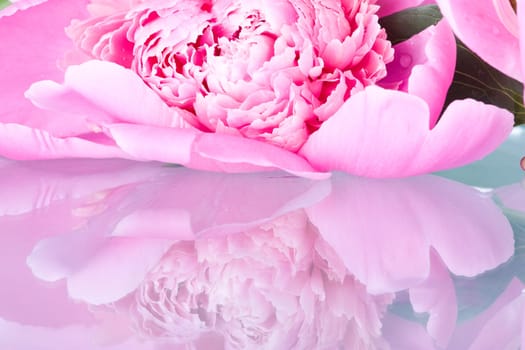 Pink peony isolated on white