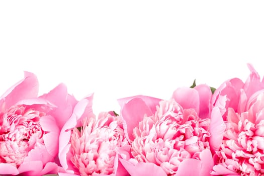 Pink peony isolated on white