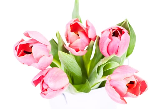 Beautiful pink tulips on white background