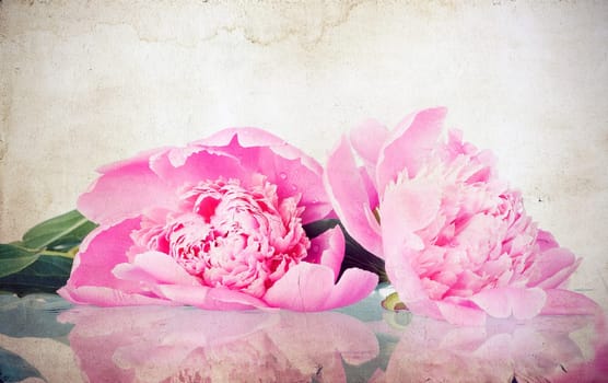 roses on vintage background - Pink peony
