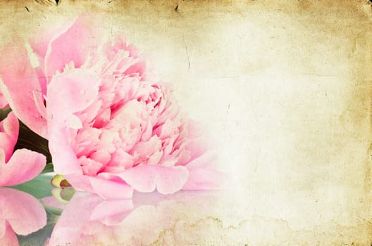 roses on vintage background - Pink peony