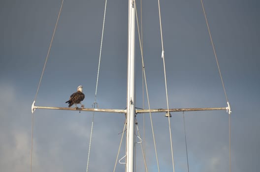 Pandion haliaetus osprey