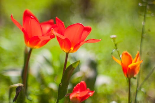 View of red tulips in the garden