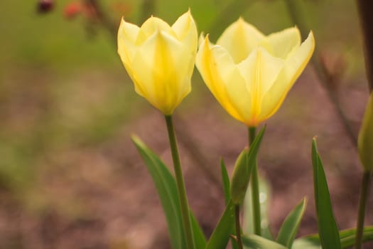 View of  two Tulips in the garden