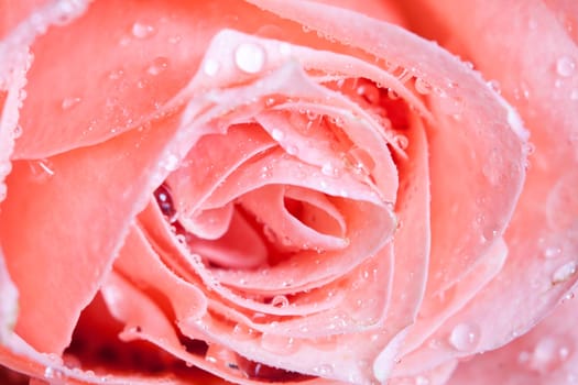 Pink roses on vintage background with copy space