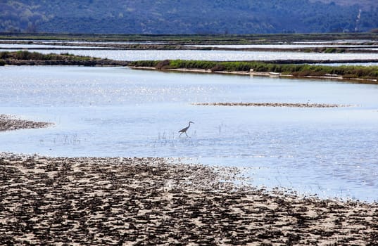 View of heron in the Salt evaporation ponds in Secovlje, Slovenia