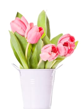 Beautiful pink tulips on white background