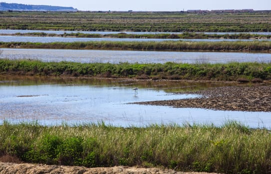 View of heron in the Salt evaporation ponds in Secovlje, Slovenia