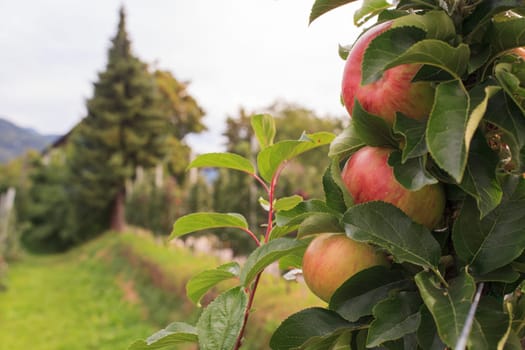 View of Trentino red apples cultivation, Italy
