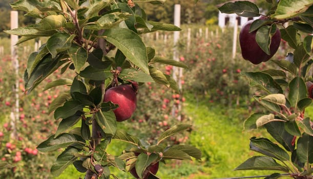 View of Trentino red apples cultivation, Italy