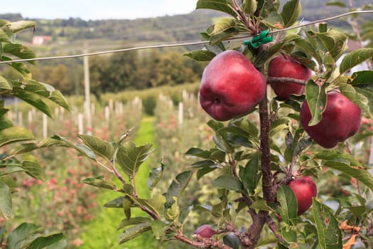 View of Trentino red apples cultivation, Italy