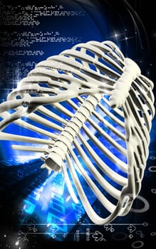 Digital illustration of rib cage in colour background