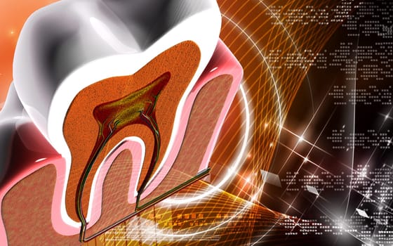 Digital illustration of teeth cross section in colour background