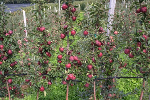 View of Trentino red apples cultivation, Italy